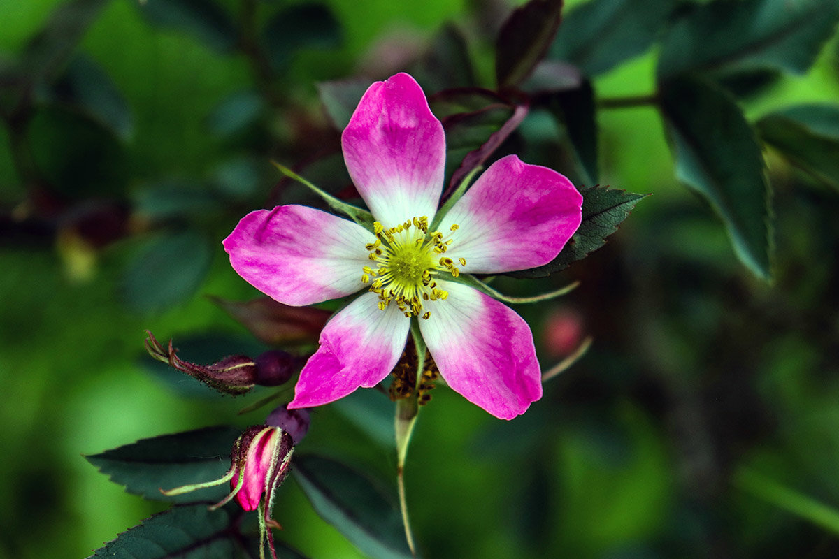 Pink Wildrose